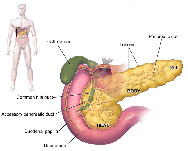 Unveiling the Wonders Within Exploring the Functions of the Human Pancreas